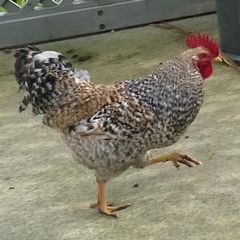 2 Breeding Cocks.