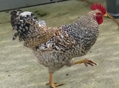 2 Breeding Cocks.