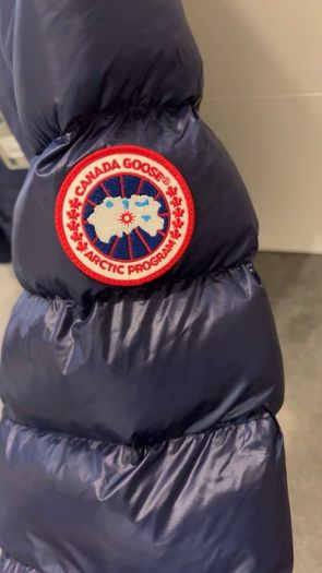 canada goose