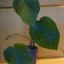 Monstera Image 3