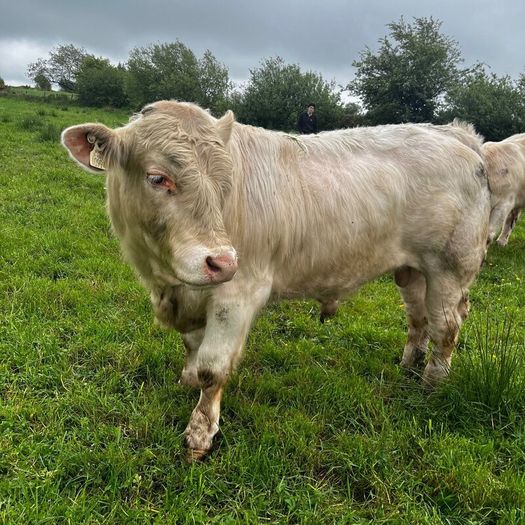 3 purebred registered charlaois bulls for sale