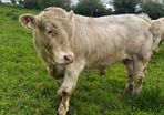 3 purebred registered charlaois bulls for sale
