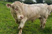 3 purebred registered charlaois bulls for sale