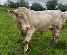 3 purebred registered charlaois bulls for sale
