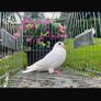 Call ducks pigeons mandarin bantam ferrets Image 5