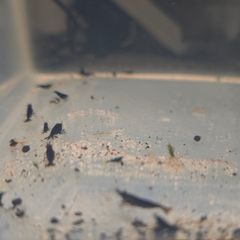 Black Shrimps