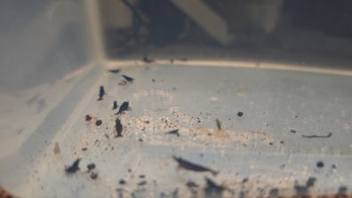 Black Shrimps