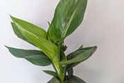 Bird of Paradise Plant