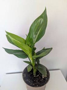 Bird of Paradise Plant