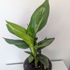 Bird of Paradise Plant
