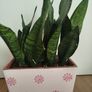 Snake plant Image 6