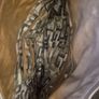 Guess Ladies Handbag Image 3