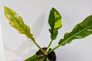 Philodendron Ring Of Fire Plant