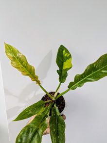Philodendron Ring Of Fire Plant