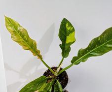 Philodendron Ring Of Fire Plant