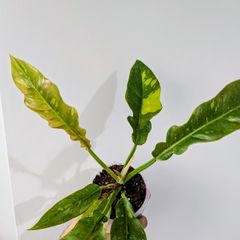 Philodendron Ring Of Fire Plant