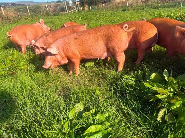 Tamworth weaners