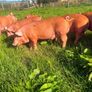 Tamworth weaners Image 6