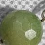 Fossil necklace Image 6