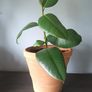 Rubber Plant (Ficus) Image 2
