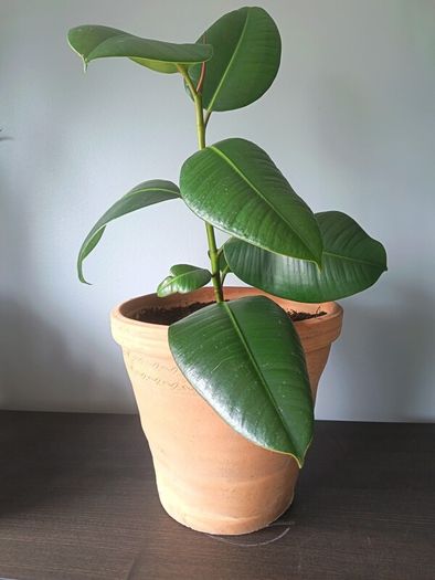 Rubber Plant (Ficus)