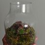 Handcrafted Irish Terrarium Trio | Unique Glass & Succulent Home Decor Image 5