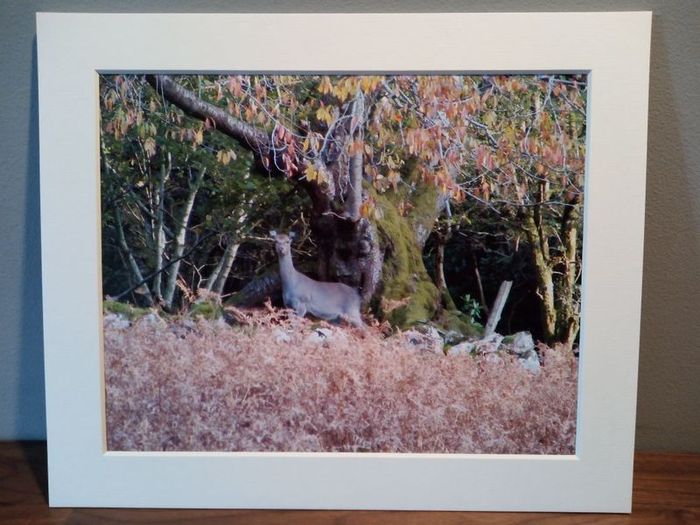 Mounted Original Photography - Wicklow Deer