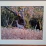 Mounted Original Photography - Wicklow Deer Image 2