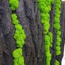 Panel in stabilised black oak bark with live moss 50x50cm Image 3