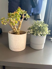 plant