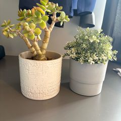 plant