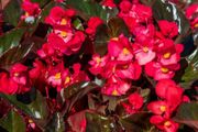 (B) Begonia Bromuov F1 seeds (15s) (413621)