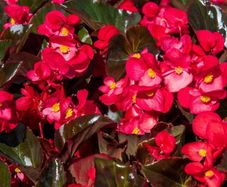 (B) Begonia Bromuov F1 seeds (15s) (413621)
