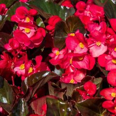 (B) Begonia Bromuov F1 seeds (15s) (413621)