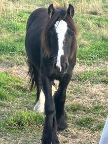 Yearlings