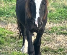 Yearlings