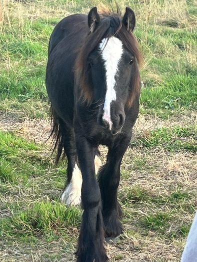 Yearlings