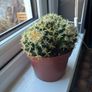 Golden Barrel Cactus (Echinocactus) Image 3