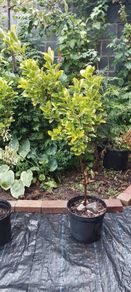 Evergreen  Plant Euonymus  Aureus
