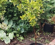 Evergreen  Plant Euonymus  Aureus