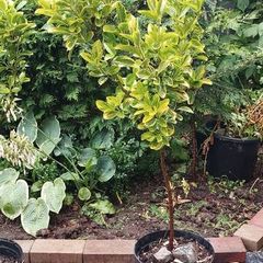 Evergreen  Plant Euonymus  Aureus