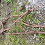horse drawn plough Image 5
