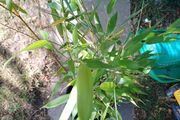Phyllostachys bissetii Bamboo