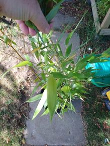 Phyllostachys bissetii Bamboo