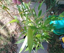 Phyllostachys bissetii Bamboo