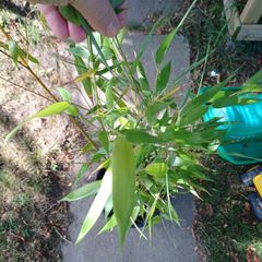 Phyllostachys bissetii Bamboo