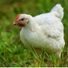 hen_lover201