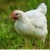 hen_lover201