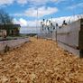 Wood chip Image 4