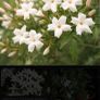 fully established common jasmine Image 2